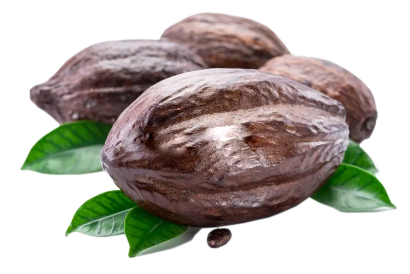 Cocoa seed